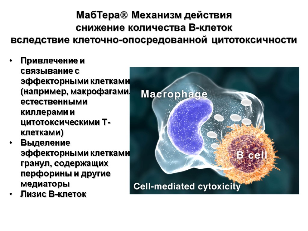 МабТера Механизм действия снижение количества В-клеток вследствие клеточно-опосредованной цитотоксичности Привлечение и связывание с эффекторными